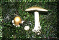 wild mushroom in Iceland
